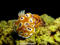 Unforuntately my divemaster didn't care about this old gi... by Brad Waters 